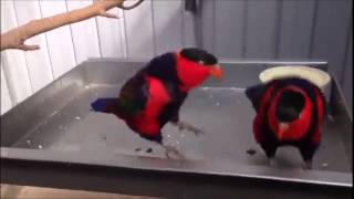 Birds Dancing to \