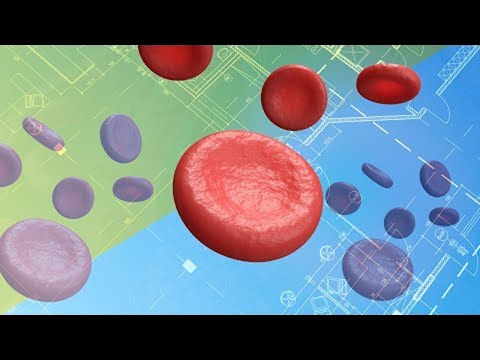 Video: Gdje se nalaze crvene krvne stanice?
