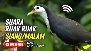 Suara Pikat Ruak Ruak Siang Dan Malam