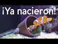 Reproducción de peces payaso - ¡Ya nacieron! | AcuaTV
