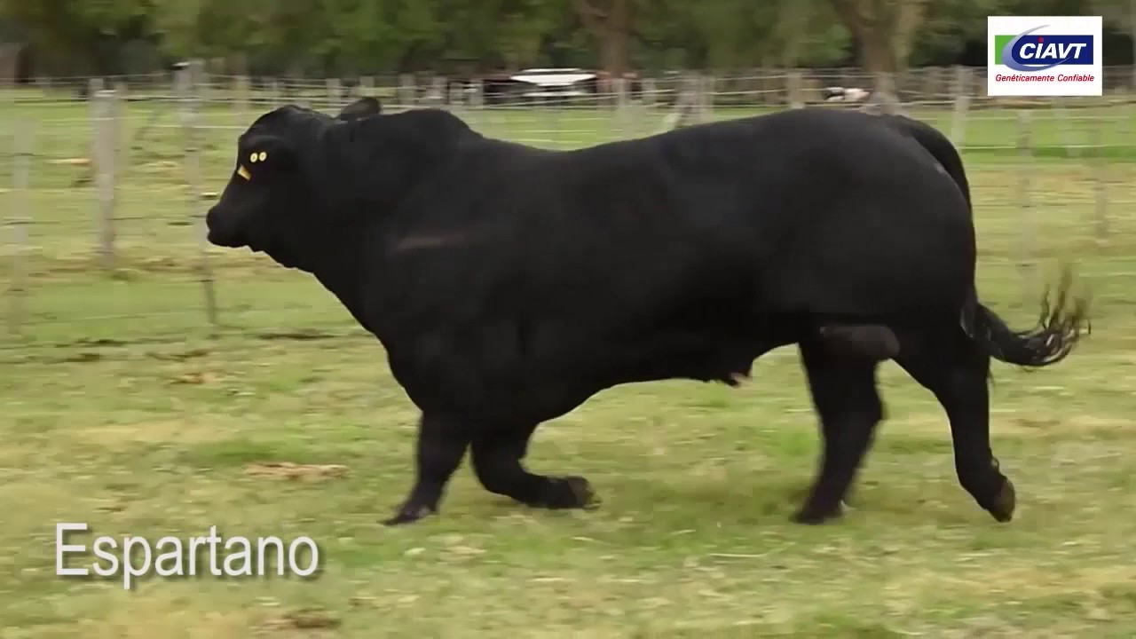 ESPARTANO - Brangus Negro - CIAVT
