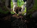 Gelbe Zucchiniblätter? Die LÖSUNG! | Garten-Tipps #blattläuse #garden #садоводничество