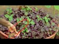 How to grow red spinach at home | Easy way to grow red spinach (লাল শাক) | Ar2 Garden