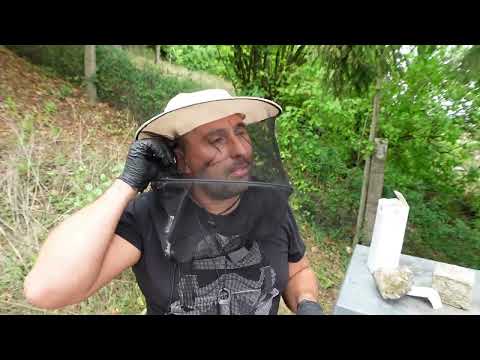 Varroa Treatment with Strategy – Gentle & Effective | Management System Part 7