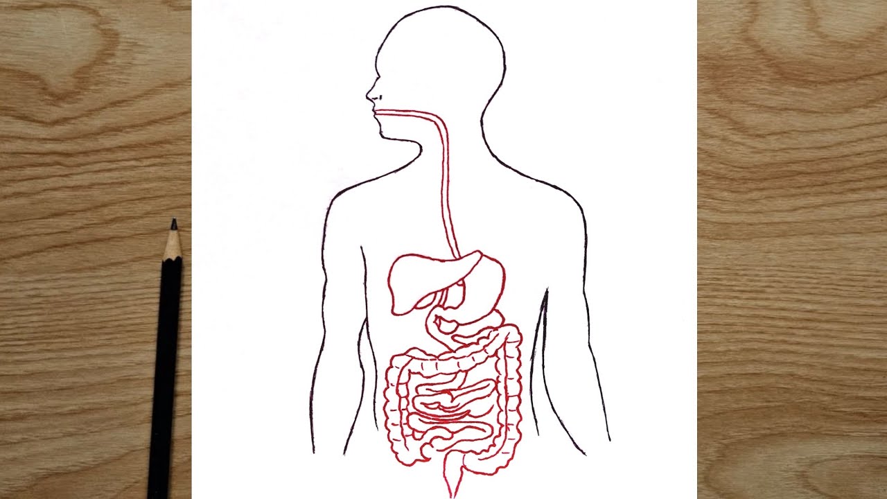 Women Body Inside Drawing For Beginners Step By Step | Pencil sketch ...