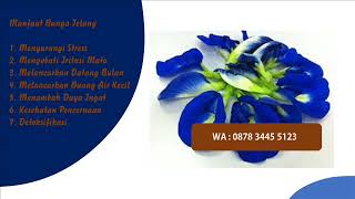 0878 3445 5123  harga bunga telang kering, harga bunga telang per kg