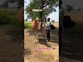 BHURO EDIT 👑 📈 @Kapil_Up37 #horse #dance #shorts #trending#fyp #indiandancer #ghodi