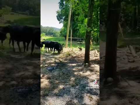 Video: Câine de bovine australian