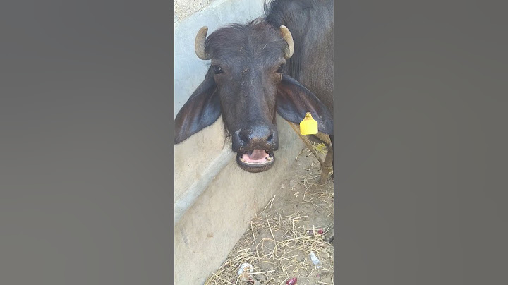 our cute buffalo #sound #cute #village #buffalo #shortvideos #shorts #short