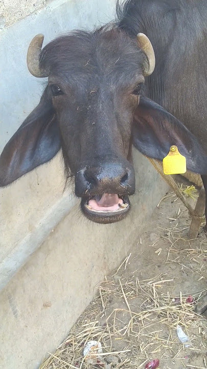 our cute buffalo #sound #cute #village #buffalo #shortvideos #shorts #short