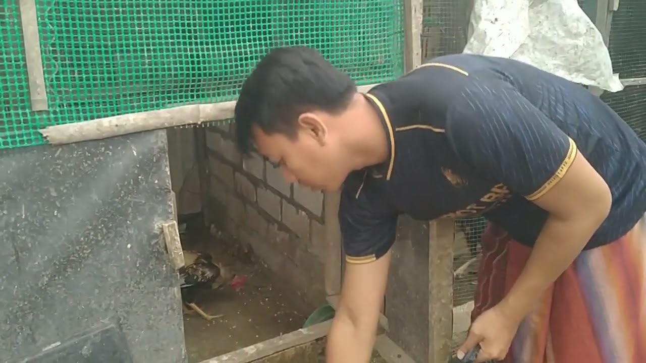 KANDANG KAPASITAS OVER | PERSIAPAN BUKA BERSAMA 2 EKOR AYAM KITA MASAK | MAKAN SORE KANDANG PERINTIS