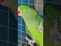 #birds #conures #freeflybird #ringneckparrot