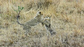 Cheetah Mom with Two 6month old Cubs Playing and Cleaning Together