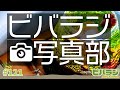 ビバラジ第121回 ビバラジ写真部 みんなのアクアを見てみよう