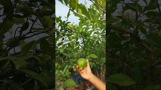 এতো বড় মাল্টা কি দেখেছো?#food #trending #youtubeshorts #harvest #rooftop #garden #malta #lemon #yt