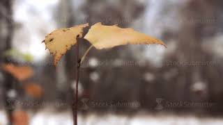 The last yellow leaves flutter in the cold wind over the fallen snow in late autumn
