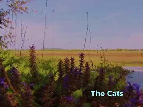 The Cats  /  I Walk Through The Fields