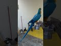 Попугай возмущается, Nessebar humor #blackcatmajk #viral