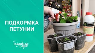 Прожорливые петунии. Чем подкормить цветы с длительным сроком вегетации.