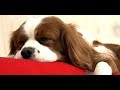 Top 10 Calmest Dog Breeds - Gentle and Easy Going Dogs