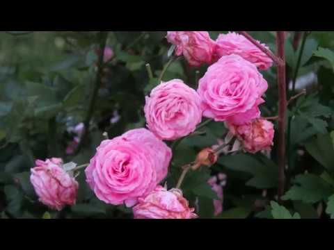 فيديو: تعرف على Kordes Rose Bushes