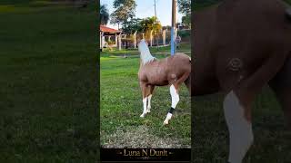 Luna N Dunit 🐎🚀 #fazenda #cavalo #cavalos #viral #shorts #vaquejada