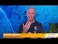 NSW drones issue 500 shark alerts in three months | Sunrise