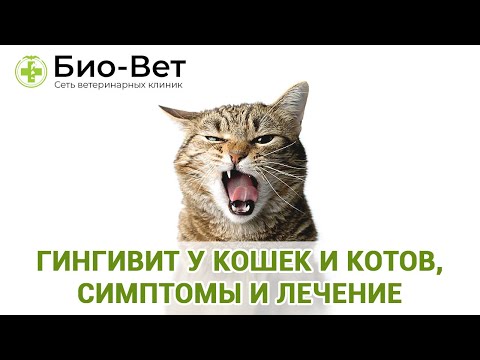 Гингивит у кошек и котов, симптомы и лечение