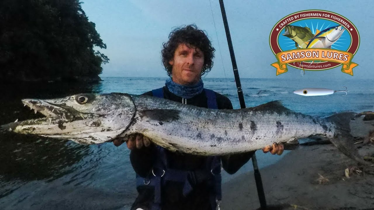 30lb Barracuda from Shore with a samson Lure! 