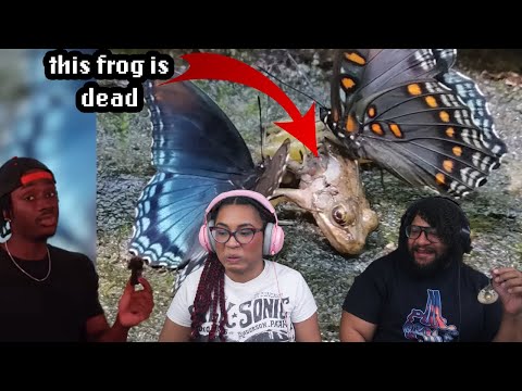 Why You Should Be Scared Of Butterflies | Casual Geographic Reaction