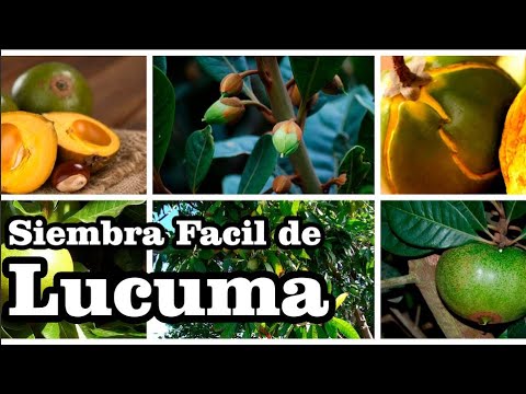 วีดีโอ: Lucuma