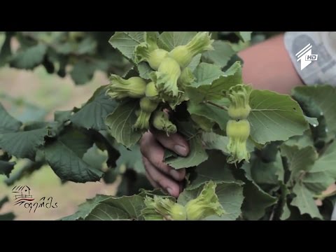 ქობულეთში თევზის მეურნეობა მოეწყობა; გერმანიაში ქართული თხილის ექსპორტს პრობლემა შეექმნა