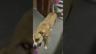 THE DOG BECOMES CRAZY #funny #cute #dog #american #viral