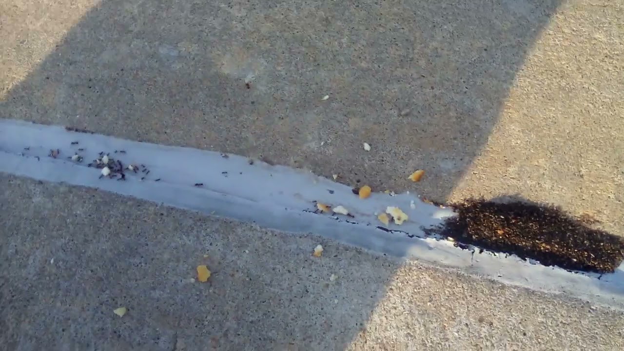 Ants eating crackers YouTube