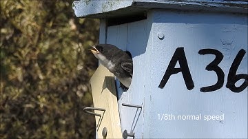 Tree swallow fledgling getting a feather