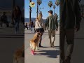 dog short video trending#trending #funny #viral