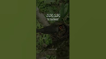 ما تيسر من سورة الحج بصوت القارئ ياسر الدوسري #ياسر_الدوسري #قرآن #المغرب #السعودية #العراق #الكويت