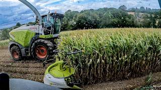 Chopping Maize In A Busy Calving Season!