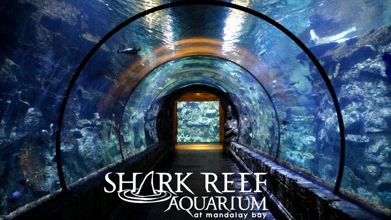 Shark Reef Aquarium (Mandalay Bay Las Vegas) Tour & Review with