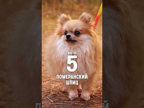 Video: Pomeranian - ce este, animal sau plantă?