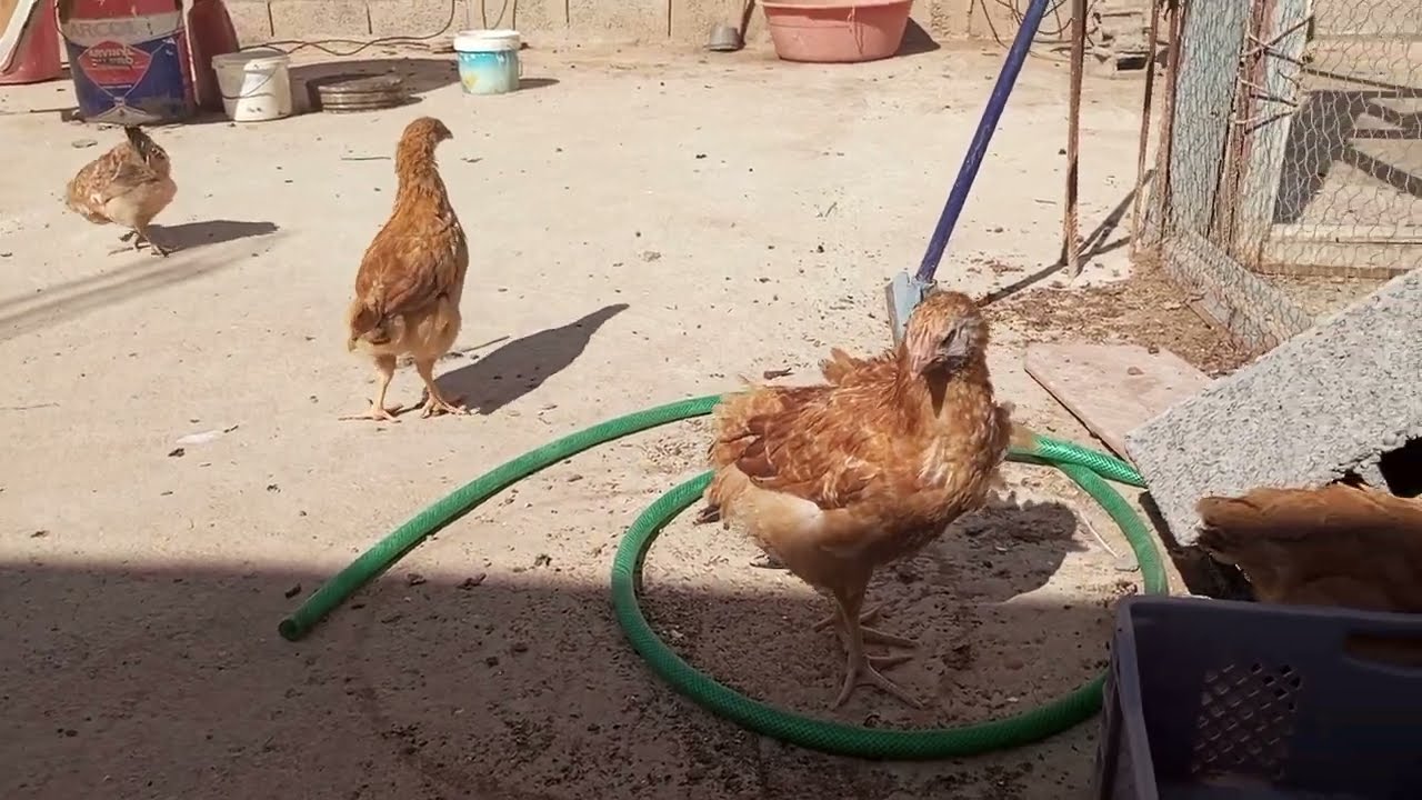 تجربة جديدة في تربية الدجاج على سطح المنزل، الدجاج الكروازي والرومي