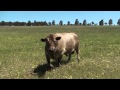 Banjo the bull ready to charge