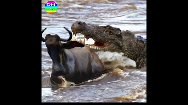 Wildebeest's Perilous River Crossing #animals #wildtv #panda #wildlife #animalworld #tiger #lion
