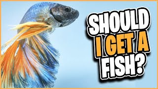 Watch this BEFORE you THINK about getting a FISH!! by Alpha Match  14 views 2 years ago 12 minutes, 6 seconds