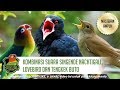 Masteran Burung Ampuh Kombinasi Suara Singende Nachtigall Lovebird dan Tengkek Buto