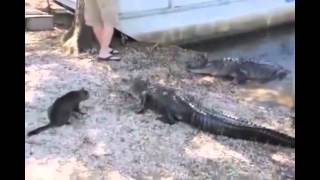 Cat Vs Cocodriles - Thug Life Edition.