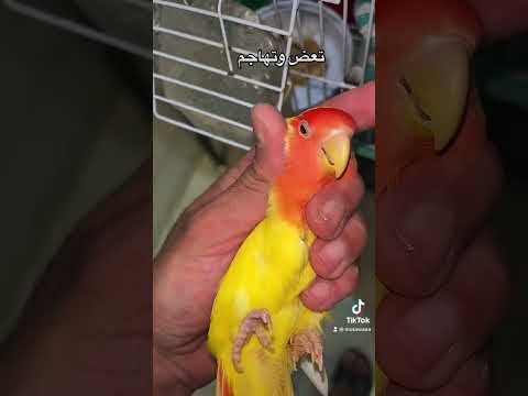 ببغاء روز تعض وتهاجم تدافع على طفلها