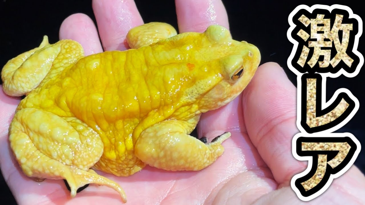 カエル様 Let's go and catch the super rare golden toad! [Toad Battle] - YouTube