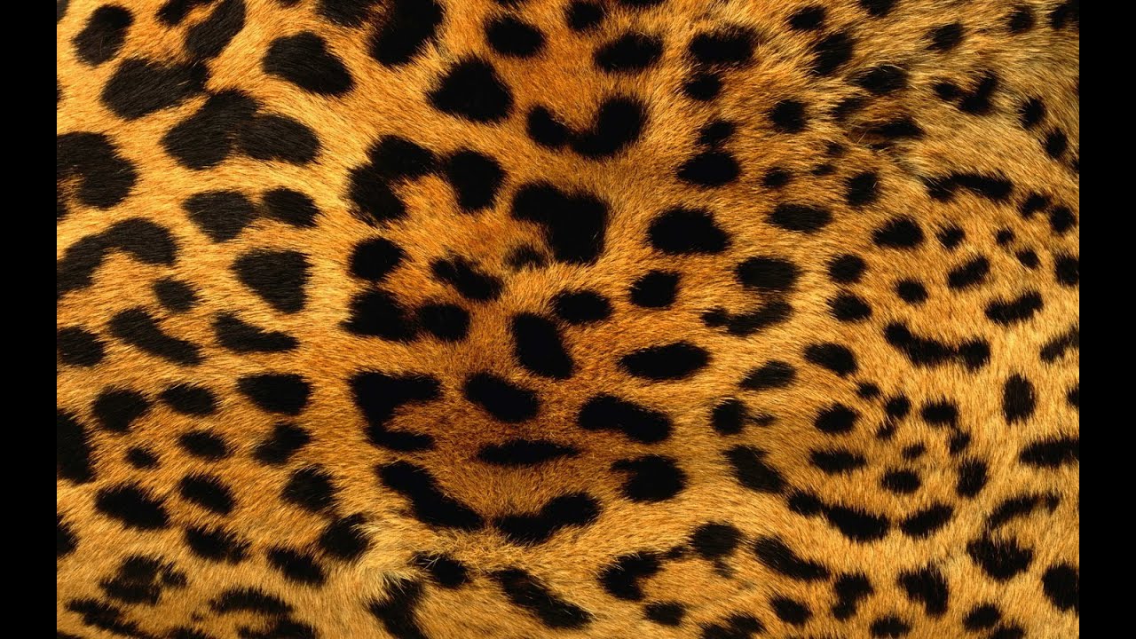 Mary-L - Body léopard