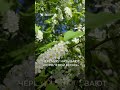 В Новосибирске зацвели деревья  #новосибирск #красота #цветы #май